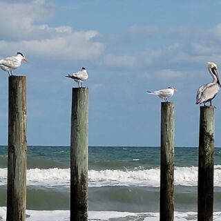 A True Pelican Crossing! Daytona Beach was a little cooler this morning at 10am but toasting by noon!
I love the reflection of this little gull in the Atlantic Sea ebb!
Flocks of Pelicans or a Squadron of Pelicans to be correct flying overhead in blue Florida Skies! #floridalife #daytonabeach #wintersun #feeling good #winterholiday #januarygetaway