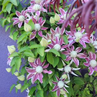 My clematis Josephine! Hard cut back early Spring and  a feed!
A real show stopper!
#irishgardens #irishgardening #irishgardenflowers #wexfordgardentrail #wexfordgarden